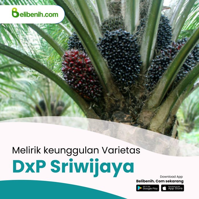 Keunggulan varietas DxP Sriwijaya